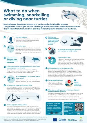 004-ENG-A3-What-to-do-if-you-see-turtles-when-in-the-water-POSTER.pdf.jpeg